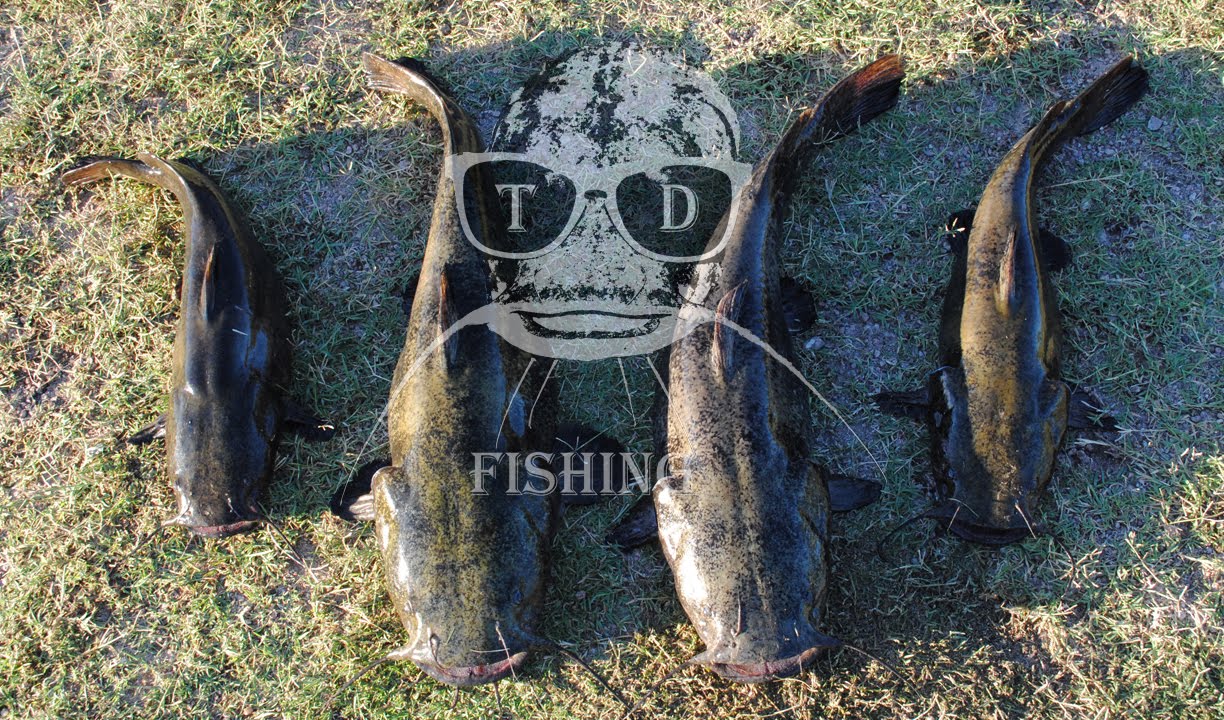 Flathead and Channel Catfishing 2 YouTube