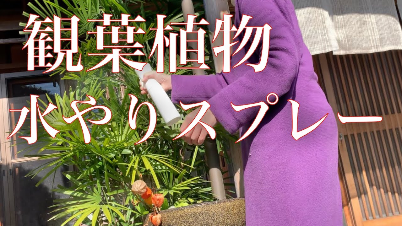 田舎暮らし 水やり 超おすすめ 霧吹き 水やりスプレー観葉植物の葉水に最適です Youtube