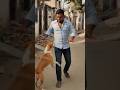 कुत्ते को कुत्ता बोलना महंगा पड़ गया#Shorts pet 🐕🐕 dogs lovers Funny video 🤣😆