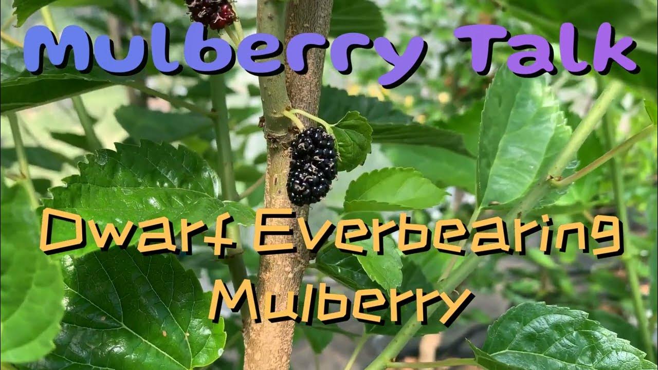 Dwarf Everbearing Mulberry - YouTube