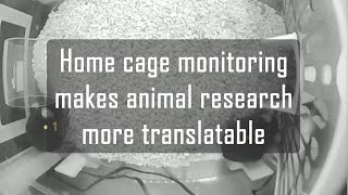Home cage monitoring makes animal research more translatable