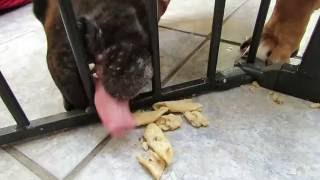 Bull Terrier Can You Guess What Happens Next?