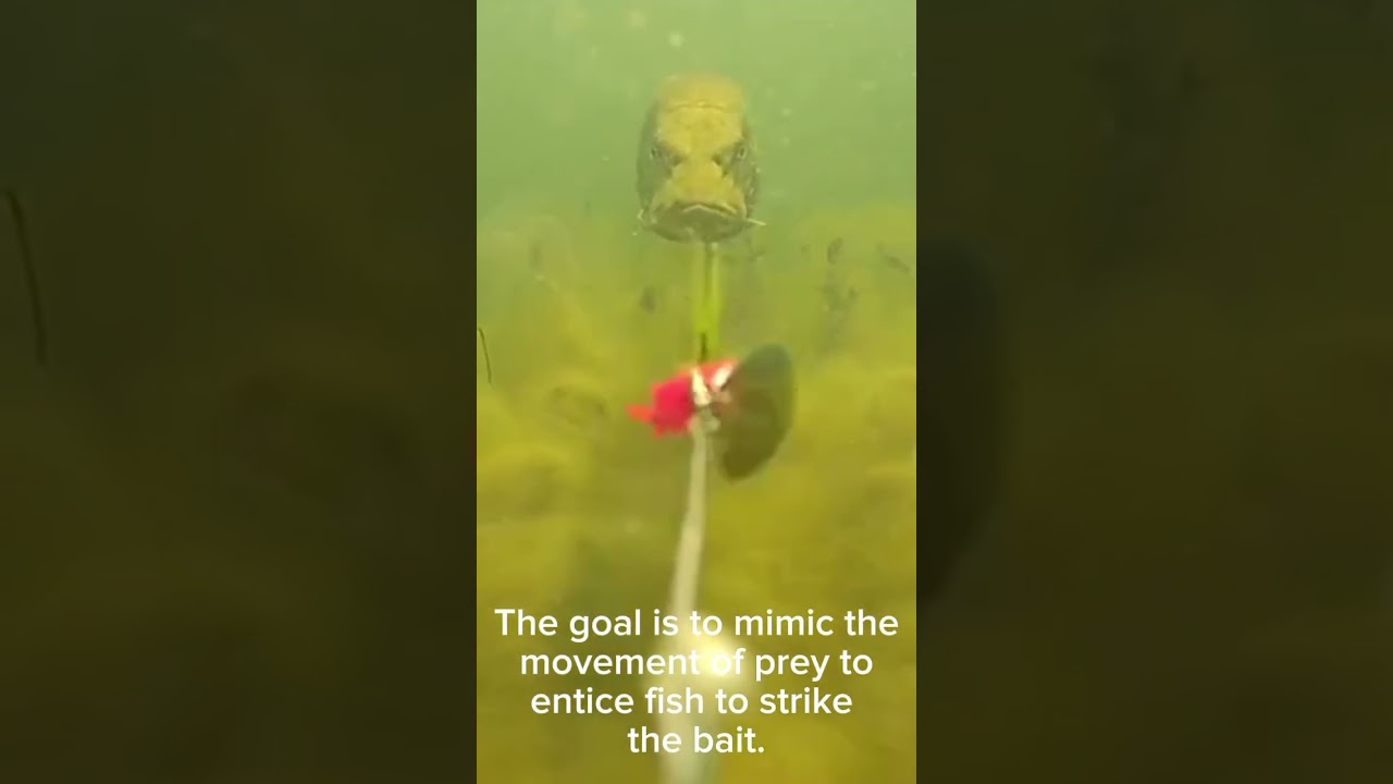 A fish chasing bait caught on underwater camera. 