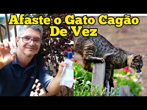 Vídeo: Como fazer uma tala caseira para cães