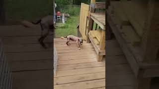 A Neglected Pup's Journey through Pain and Abandonment