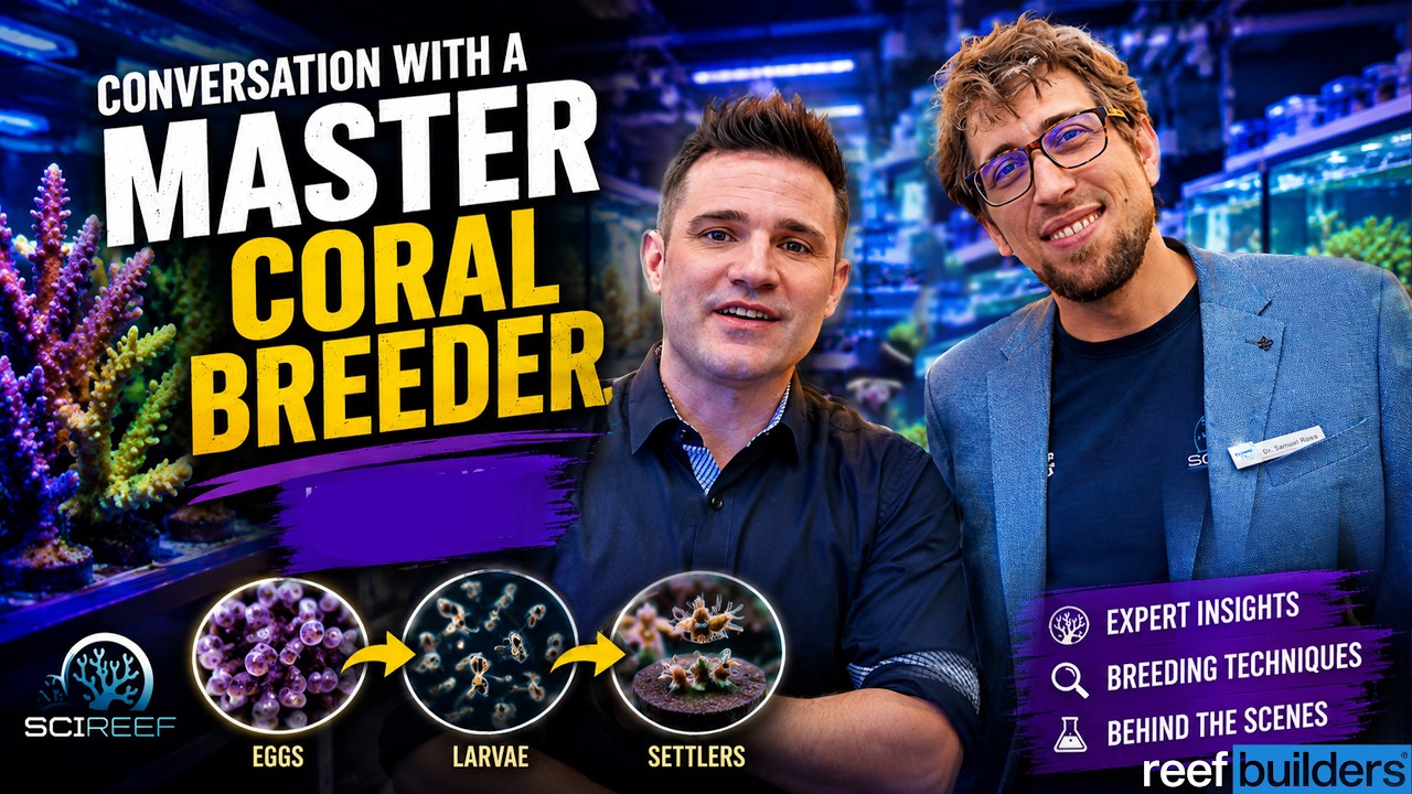 The Secrets Behind Coral Breeding || Conversation with a Sci Reef