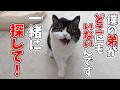 最愛の弟猫が家出したと思い必死に探す兄猫がこちら…