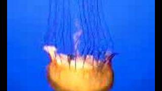 None (Video-0004.mpeg)