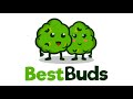 Best buds cannabis dispensary music chill hop low fi store music