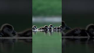 Cute Goslings swimming #shorts