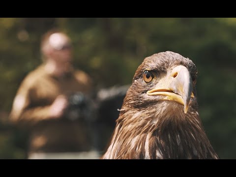 Evolution Eagle UAS Productvideo | Inspired by nature