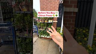 Before you buy citrus trees, watch this #Gardening #GrowYourOwnFood #Citrus #ContainerGardening ￼