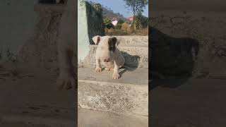English Bullterrier Male Puppy Sale 9418982000 Delivery Available Extra All India