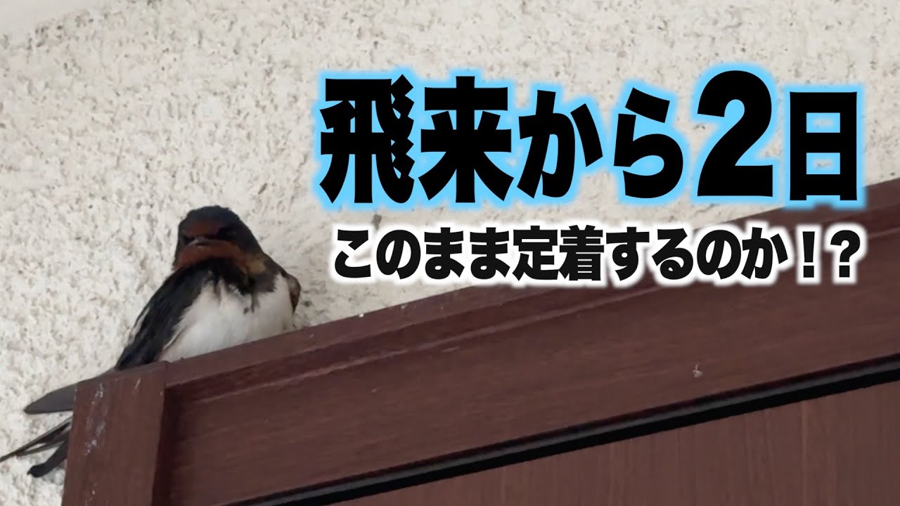 飛来から2日このまま定着するのか!?【ツバメ観察2024第1期】 - YouTube