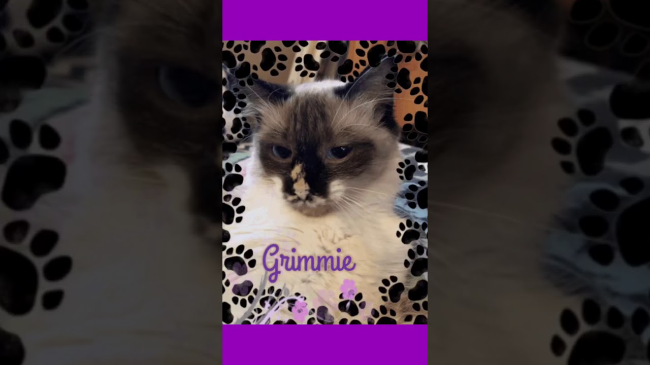 Cute Pets, cats and dogs. Rescue. Cute! Shihtzu and snowshoe cat, chihuahua