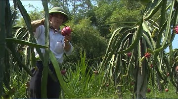 Ngành Nông nghiệp đẩy mạnh các giải pháp tái cơ cấu nông nghiệp | Tin Trong Ngày