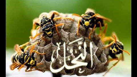 سورة النحل بصوت الشيخ / محمد الحواس
