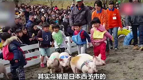 公猪配种全过程，母猪不愿意，女子强行配种！场面一度激励！ - 天天要闻