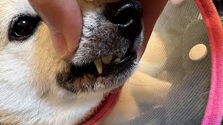 シバチャの歯がなくなり、脳に先天性の異常が発見されました