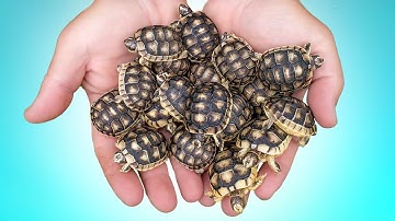 Tortoise Hatching Season Is Here! Garden State Tortoise Nursery 