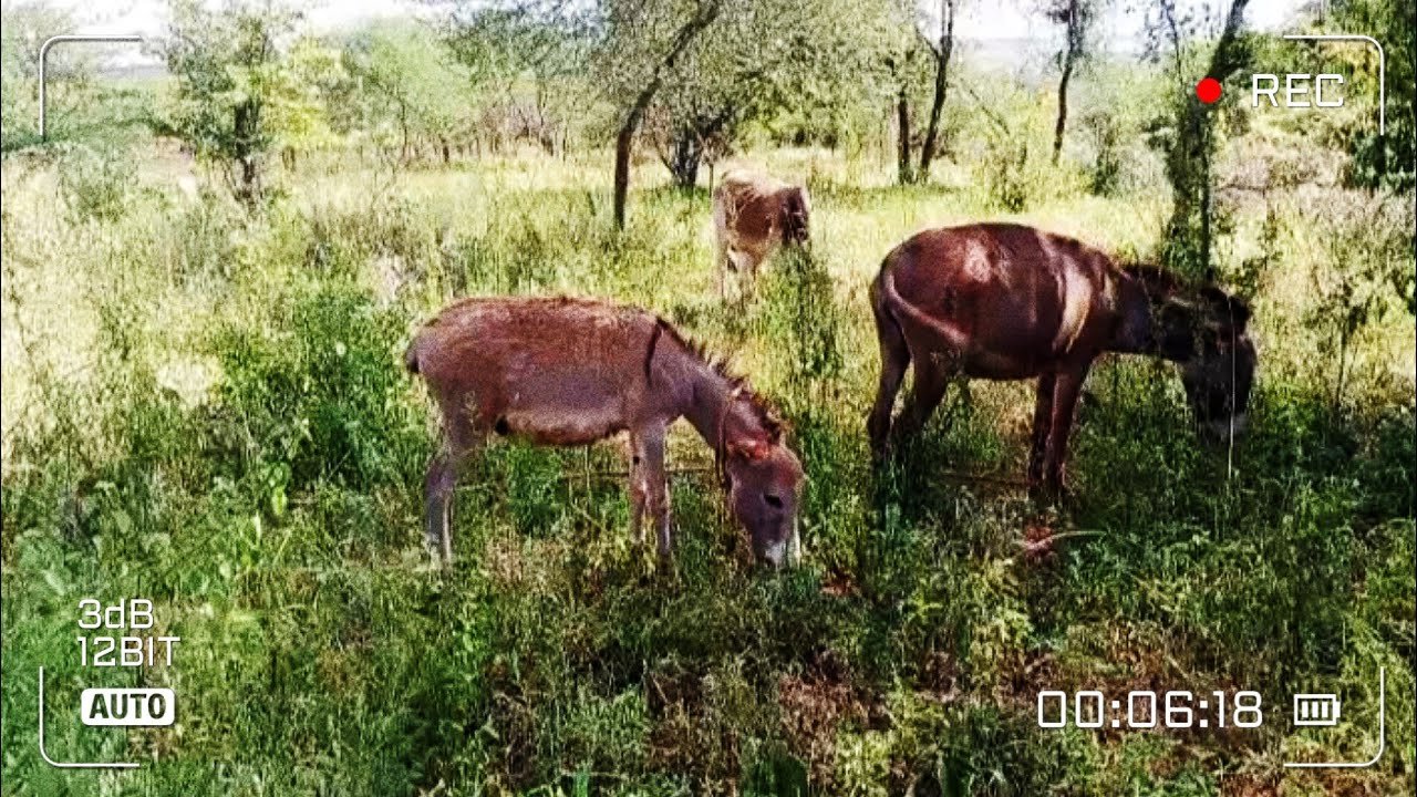 Donkey 101 | Quick Facts||What Is a Donkey??