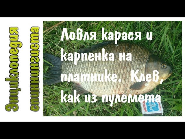 Ловля карася и карпенка на платнике. Клев, как из пулемета