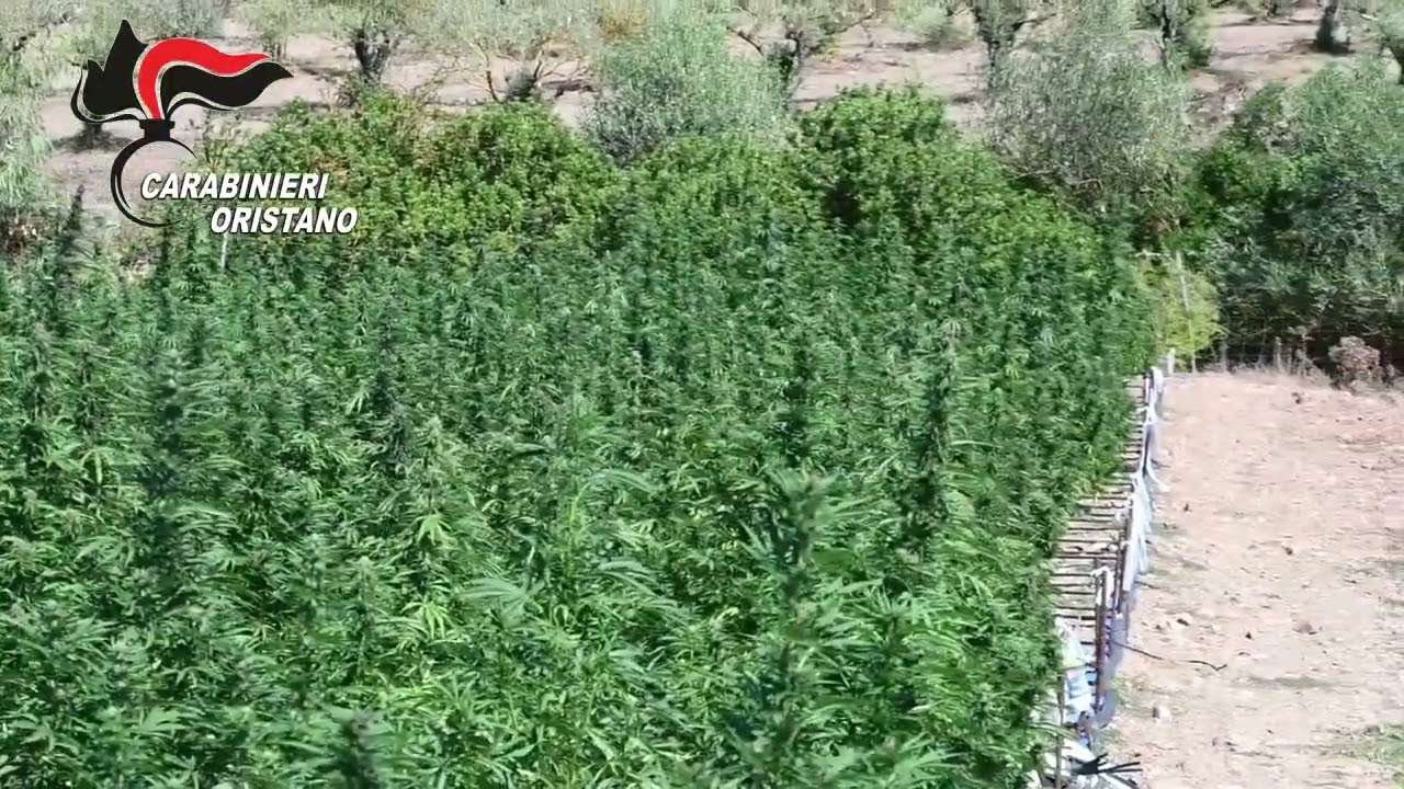 Scoperta a Oristano piantagione con oltre 4mila piante di marijuana