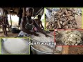 West africa way of garri processing  how to make authentic gari in ghana