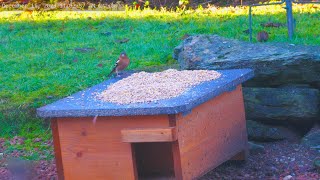 Holy Loch And Garden Wildlife Dunoon Scotland