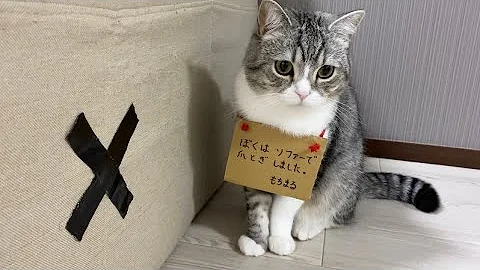 もちまる猫