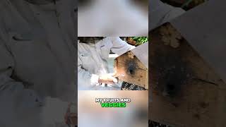 First Stingless Bee Honey Harvest Sweet Surprise