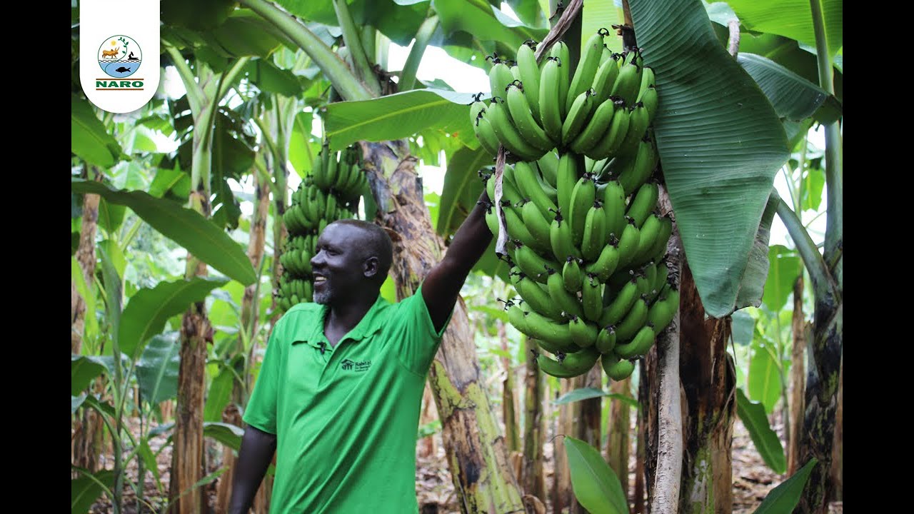Patrick Olobo, a Farmer in Lira District Gets Bumper Harvests from NARO Improved Bananas