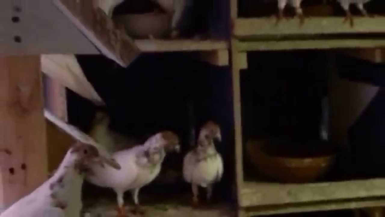 budapest high flying pigeons hayes family loft youtube budapest high flyers pigeons for sale