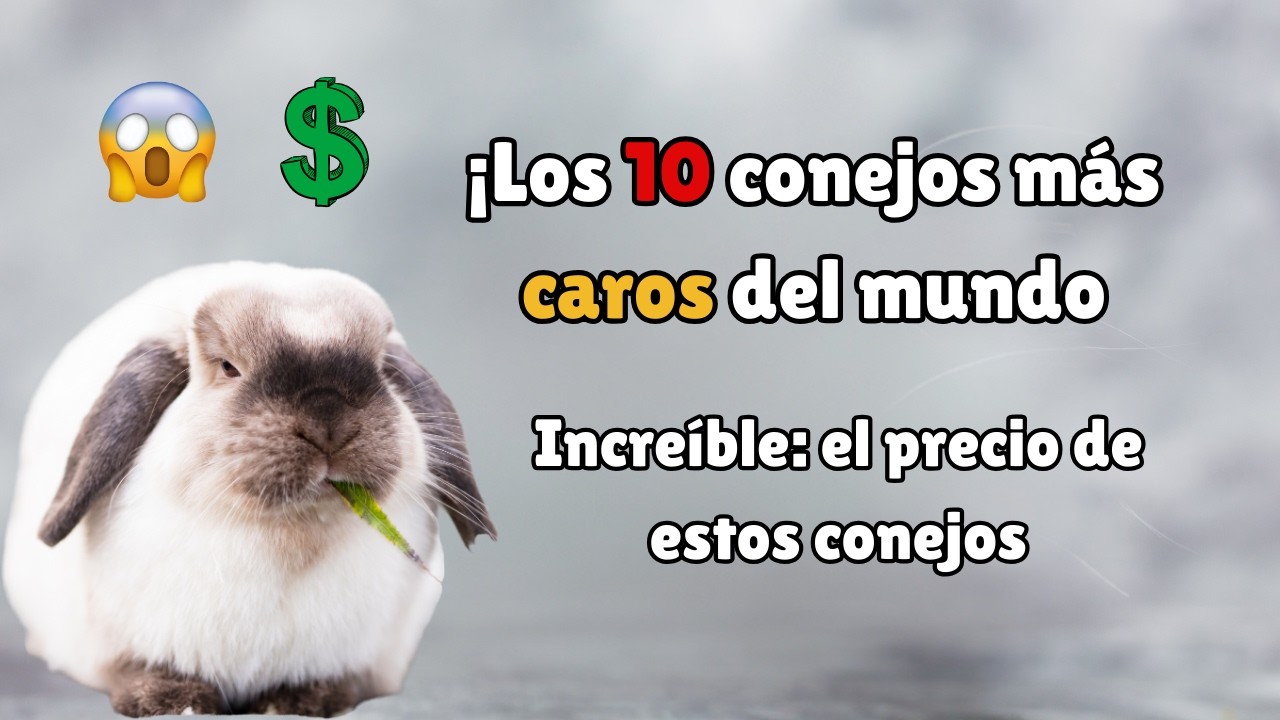 🐰💎 ¡Los conejos más caros del mundo – Precios que te sorprenderán!