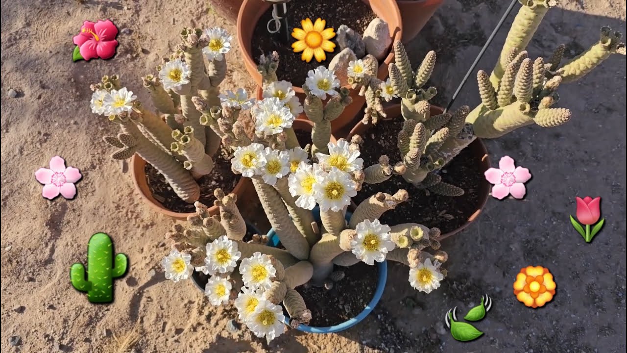 Pine Cone Cactus flowering for the first time in 4 years. Tecoma stans Orange Jubilee.