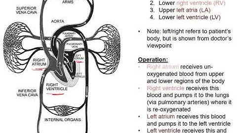 ECE 203 - Lecture 7: ECGs and an Electrical Model of the Heart