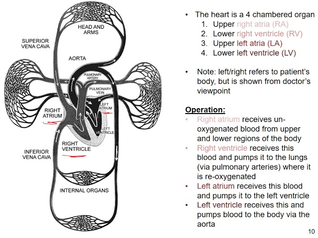 ECE 203 - Lecture 7: ECGs and an Electrical Model of the Heart