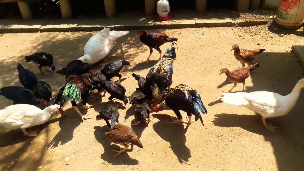 Ternak Ayam dan Entok di Campur Satu Kandang - YouTube