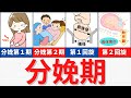 【15分で解説】分娩期について解説!