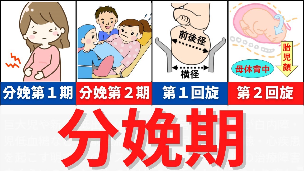 【15分で解説】分娩期について解説！