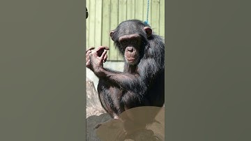 Fascinating Chimpanzees Insights into Their Social Behavior