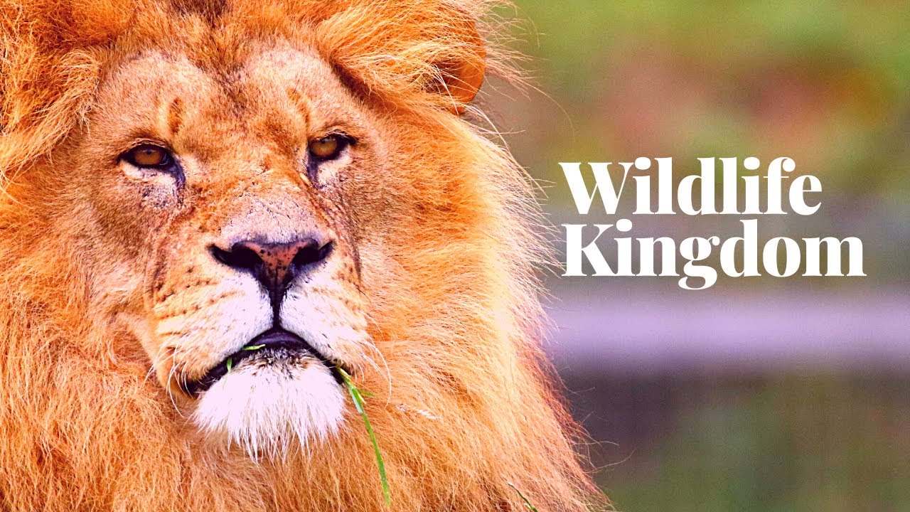 Wildlife Kingdom |Wildlife animals relaxing music| Wildlife animals kingdom |Wild animals 