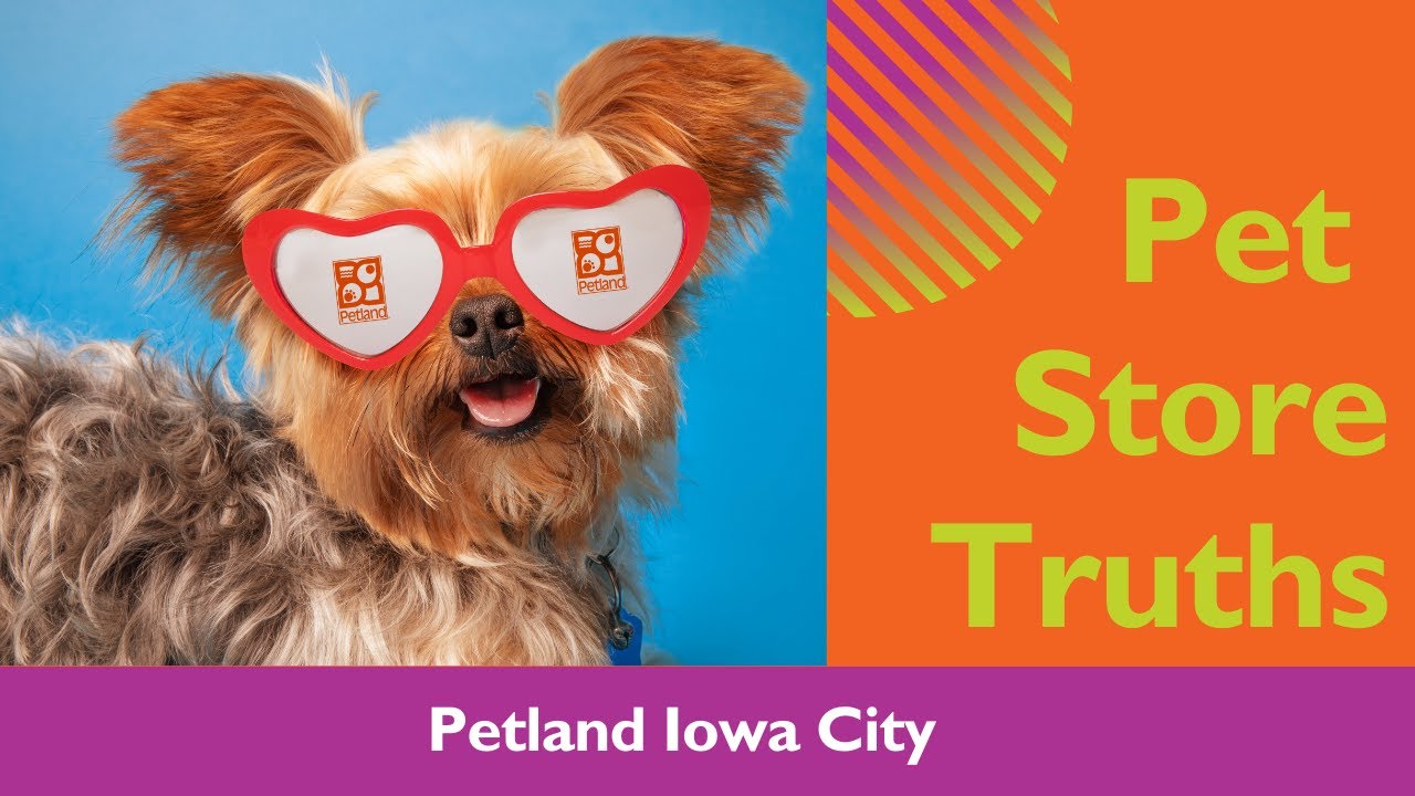 Pet Store Truths Why Petland Iowa City Is A Great Choice ️ YouTube