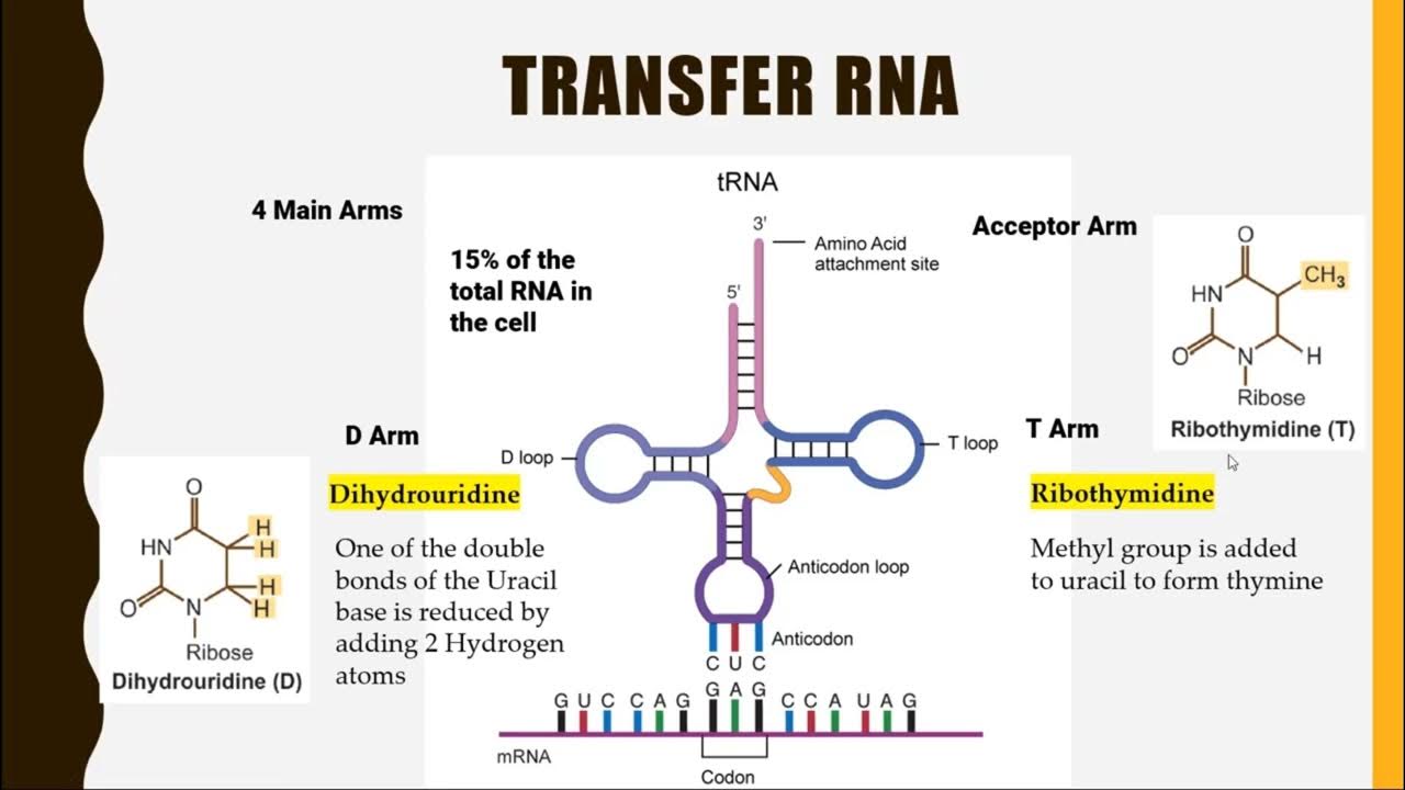 transfer-rna-trna-youtube