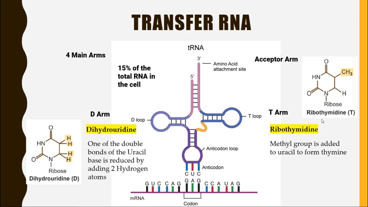 Transfer RNA YouTube Transfer RNA YouTube
