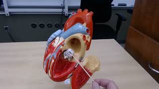Heart Anatomy & Blood Flow Chambers, Valves, Coronary Circulation, Great Vessels & Fetal Circulation