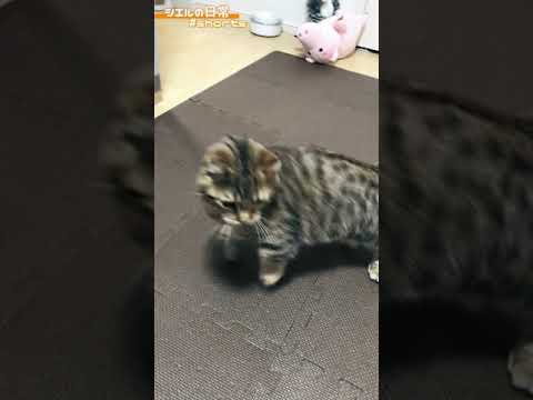 シエル君のいきなりジャンプ!! /キンカロー マンチカン×アメリカンカール #Shorts