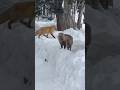 キツネとタヌキ　 #キツネ #タヌキ #FOX