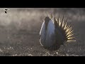 Sage-Grouse Filming and Behavior Quiz