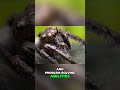 Mind-Blowing Vision &amp; Moves of Jumping Spiders! #shorts